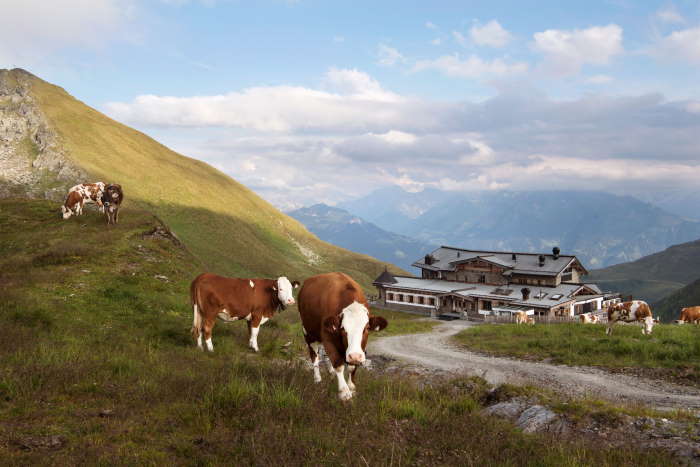 Sommer im Zillertal - Wedelhütte